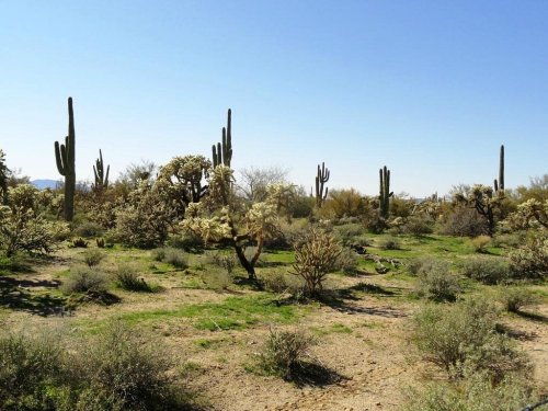 A desert landscape featuring cacti and shrubs under a clear blue sky.