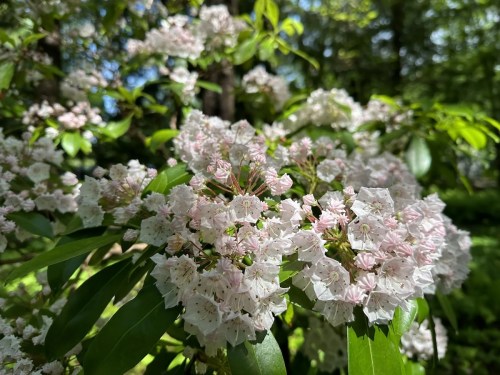 A close-up of white and pink flowers blooming on a bush, surrounded by green leaves in a sunny setting.