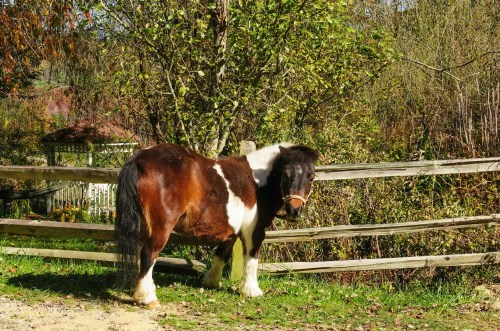 A brown and white pony stands near a wooden fence, surrounded by trees and greenery.