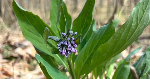a purple flower growing at Possum Creek MetroPark in Dayton, ohio during spring