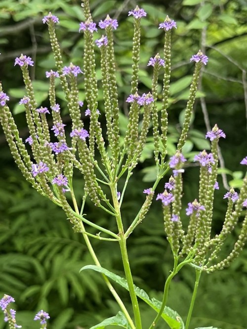 A cluster of tall green stems with small purple flowers against a blurred green background.