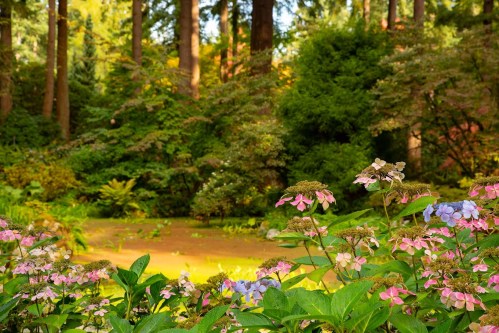 A serene forest scene with vibrant flowers in the foreground and lush greenery in the background.