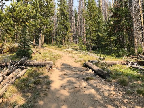 A dirt path through a forest, surrounded by tall trees and scattered logs, with greenery on either side.