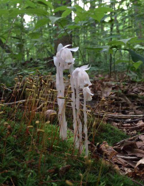 Two ghostly white plants emerge from the forest floor, surrounded by green foliage and moss.