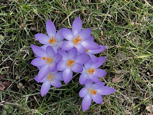 A cluster of purple crocus flowers with orange centers, surrounded by green grass.