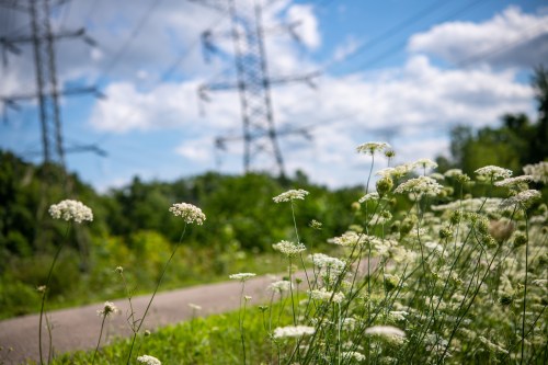 A field of white flowers in focus, with power lines and a blue sky in the background.