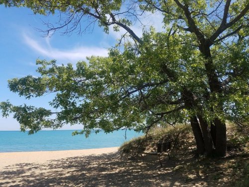 A sandy beach with a large green tree overlooking a calm blue lake under a clear sky.