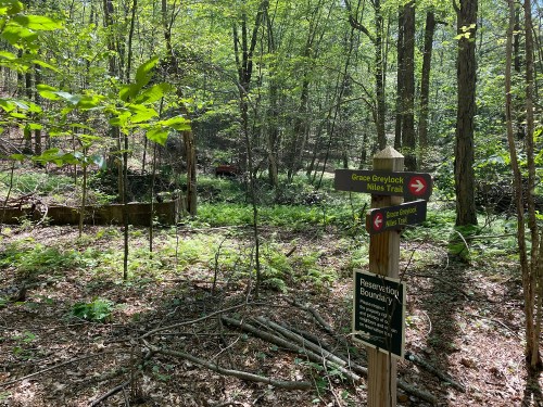 A wooded area with trail signs for Grace Greylock and Miles Trail, surrounded by lush greenery and trees.