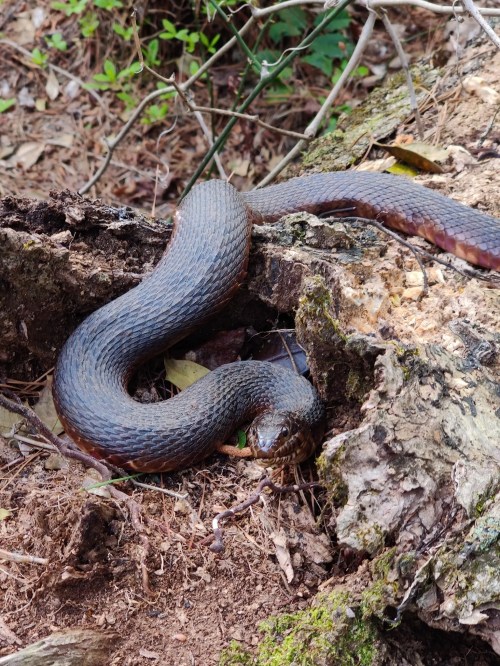 A coiled snake resting on a log in a forested area, surrounded by leaves and dirt.