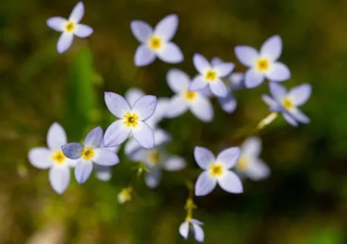 A close-up of delicate light purple flowers with yellow centers against a blurred green background.