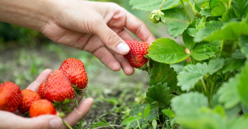 A hand reaches to pick strawberries right from the plant in the summertime.