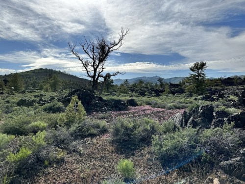 A rocky landscape with sparse vegetation, a dead tree, and distant mountains under a cloudy sky.
