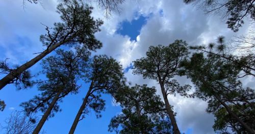 Tall trees reaching towards a blue sky with scattered clouds, creating a serene natural scene.