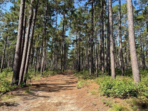 A sunlit forest path lined with tall pine trees and greenery on either side, leading into the distance.