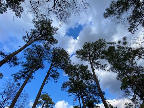 Tall trees reach towards a blue sky with scattered clouds, creating a serene forest scene.