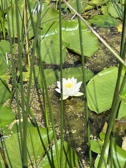 A white water lily blooms among green lily pads in a tranquil pond, surrounded by tall grasses.