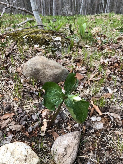 A single green plant with large leaves and a white bud, surrounded by rocks and fallen leaves in a forested area.