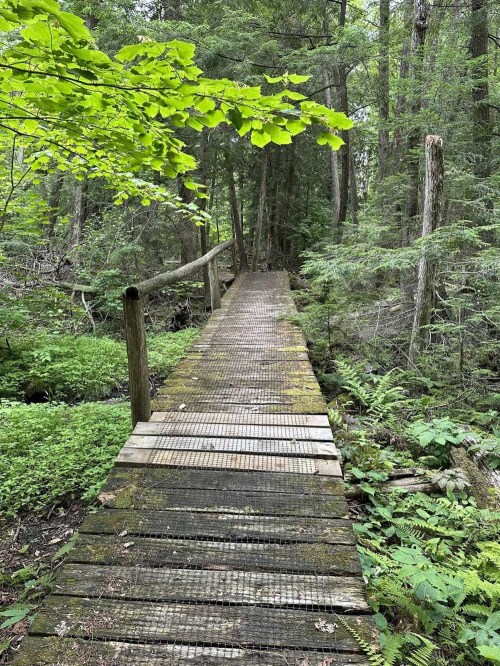 A wooden bridge covered in moss leads through a lush, green forest with dense trees and ferns.