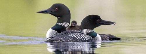 Two loons swim together on a calm lake, with a small chick nestled between them.