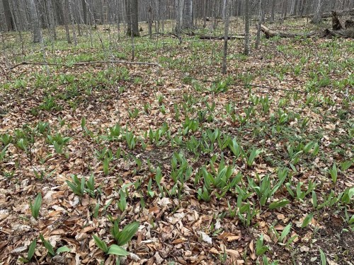 A forest floor covered with green plants and fallen leaves, surrounded by trees in a wooded area.