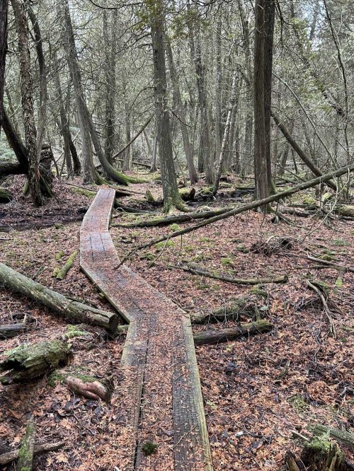 A winding wooden boardwalk through a dense, mossy forest with fallen branches and leaves scattered on the ground.