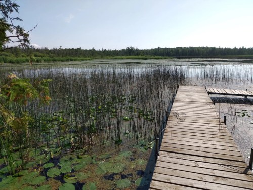 A wooden dock extends over a serene lake surrounded by lush greenery and tall reeds under a clear blue sky.