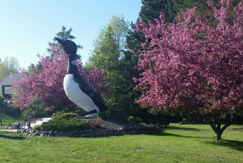 A large statue of a loon surrounded by vibrant pink flowering trees in a sunny park setting.