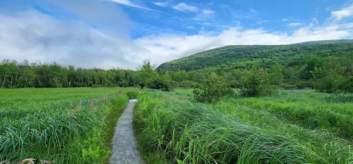 A winding path through lush green grass and trees, with a mountain under a blue sky in the background.