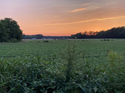 A serene landscape at sunset, featuring a green field and trees against a colorful sky.