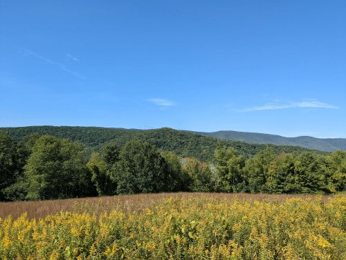 A scenic view of rolling green hills under a clear blue sky, with a field of yellow flowers in the foreground.