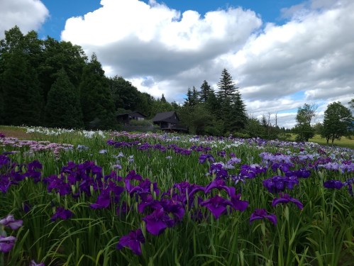 A vibrant field of purple and white flowers with a rustic house and trees under a partly cloudy sky.