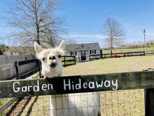 A friendly llama peeks over a wooden fence at a garden hideaway, with a house and trees in the background.