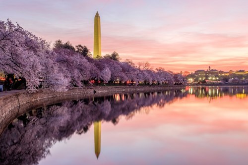 Cherry blossoms in bloom by a calm river at sunset, with the Washington Monument in the background.
