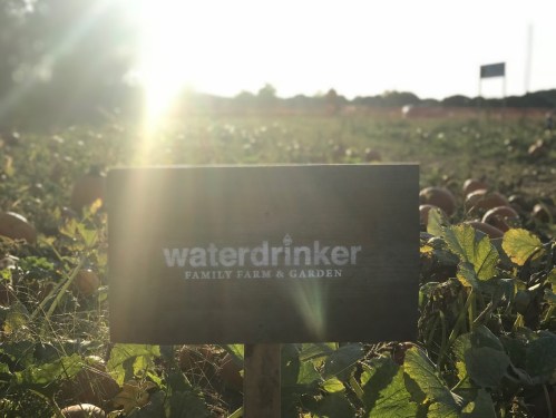 A sunlit field with a sign reading "Waterdrinker Family Farm & Garden" among pumpkin plants.
