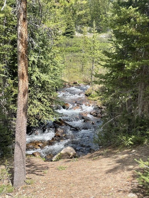 A serene forest scene featuring a flowing stream surrounded by lush green trees and rocky terrain.