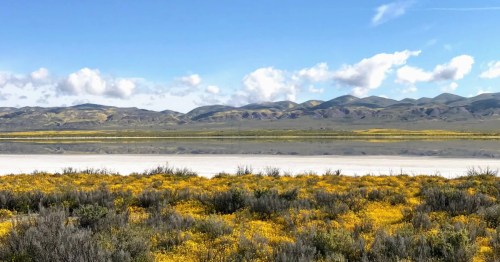 Wildflowers blooming in the desert with mountains in the distance in SoCal.