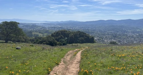 A dirt pathway winding through an open field lined with poppies in NorCal.