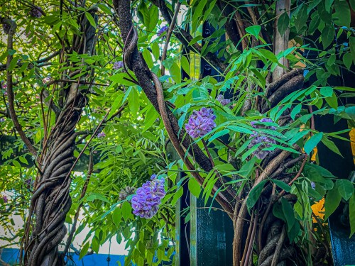 Vibrant green foliage with twisting vines and clusters of purple flowers against a bright background.