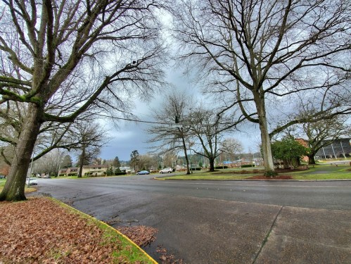 A quiet street lined with bare trees, cloudy skies, and scattered leaves on the ground.