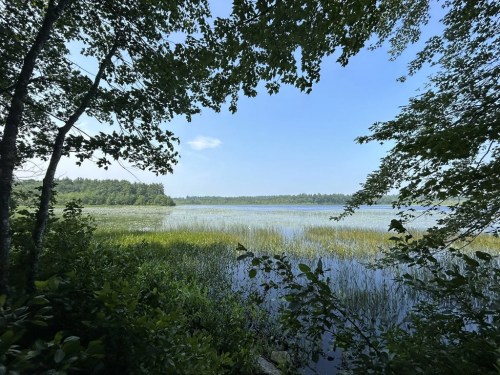 A serene lake view framed by trees, with lush greenery and a clear blue sky reflecting on the water's surface.