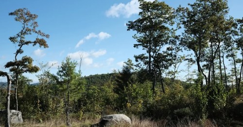 A scenic view of trees and rocks under a blue sky with scattered clouds, showcasing a natural landscape.