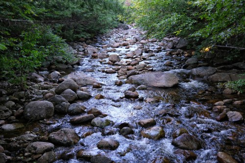 A serene stream flows over smooth stones, surrounded by lush greenery and trees.