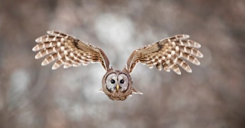 A majestic owl in mid-flight, wings spread wide, with a blurred natural background.