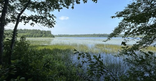 A serene lake surrounded by lush greenery and tall grasses under a clear blue sky.