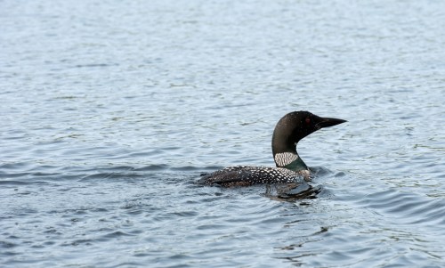A loon swimming in calm water, with a dark head and spotted body, surrounded by a serene lake environment.