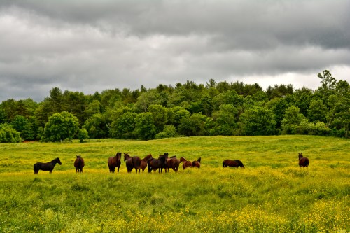 A group of horses grazing in a lush green field under a cloudy sky, surrounded by trees.