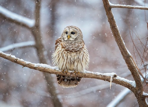 A barred owl perched on a snow-covered branch, surrounded by falling snowflakes in a winter landscape.