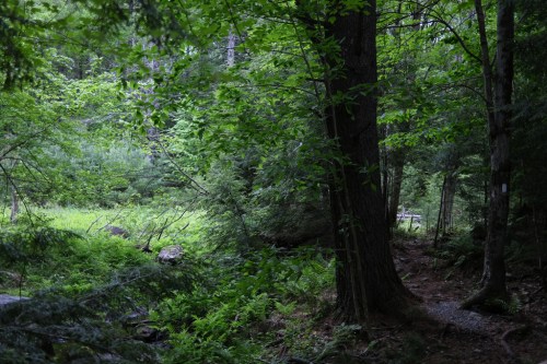 A serene forest scene with lush green foliage, trees, and a winding path through the underbrush.