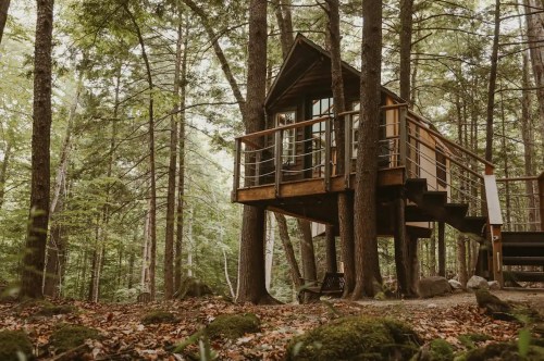 A cozy treehouse nestled among tall trees, surrounded by lush greenery and fallen leaves on the forest floor.