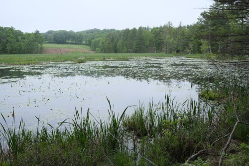 A serene wetland scene with still water, lush greenery, and distant trees under a cloudy sky.